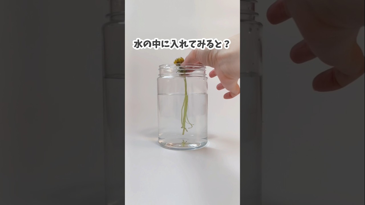 これ知ってる？たんぽぽを水に入れると…？　#おうち遊び　#実験遊び　#知育遊び　#科学遊び