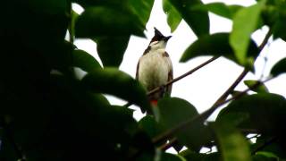 เสียงนกข้างบ้าน    Red-whiskered  Bulbul bird singing 2/2 screenshot 2