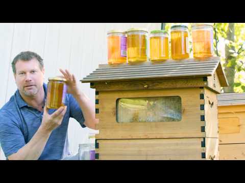 Why you need to start keeping bees