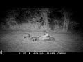 Badger family on Adrian's lawn - 24 April 25