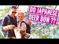 Nara Deer Park Japan | 奈良公園