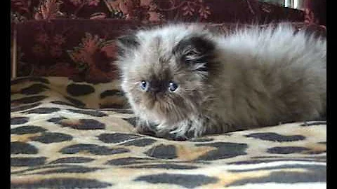 Video 512361: persian himalayan kitten cat, persian himalayan female kitten, persian cat russian, persian kittens cattery, pointed cat
