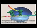 Traduction de larn messager en protine animation 3d