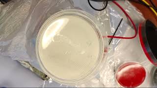 LION Experiment Faraday Worms