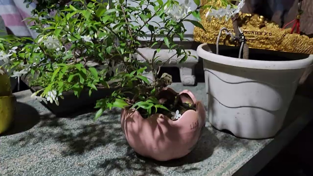 Hướng dẫn cách làm bông hoa giấy, mai vàng, mai chiếu thủy, bông trang. 