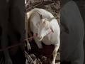 Deonar Bakra Mandi..#shorts #deonarbakra #deonarmandi #bakramandi #goats #bakra #animals #trending