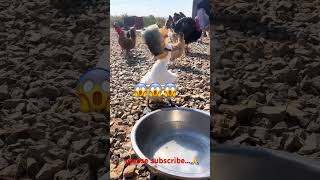 How insane this bird is eating two big fishes ..|Funny | Shorts | #shorts