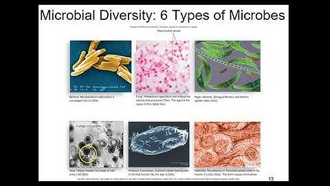 BIO 235 Chapter 1 Talaro