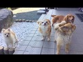 ワンちゃん達のお庭遊び ‼︎