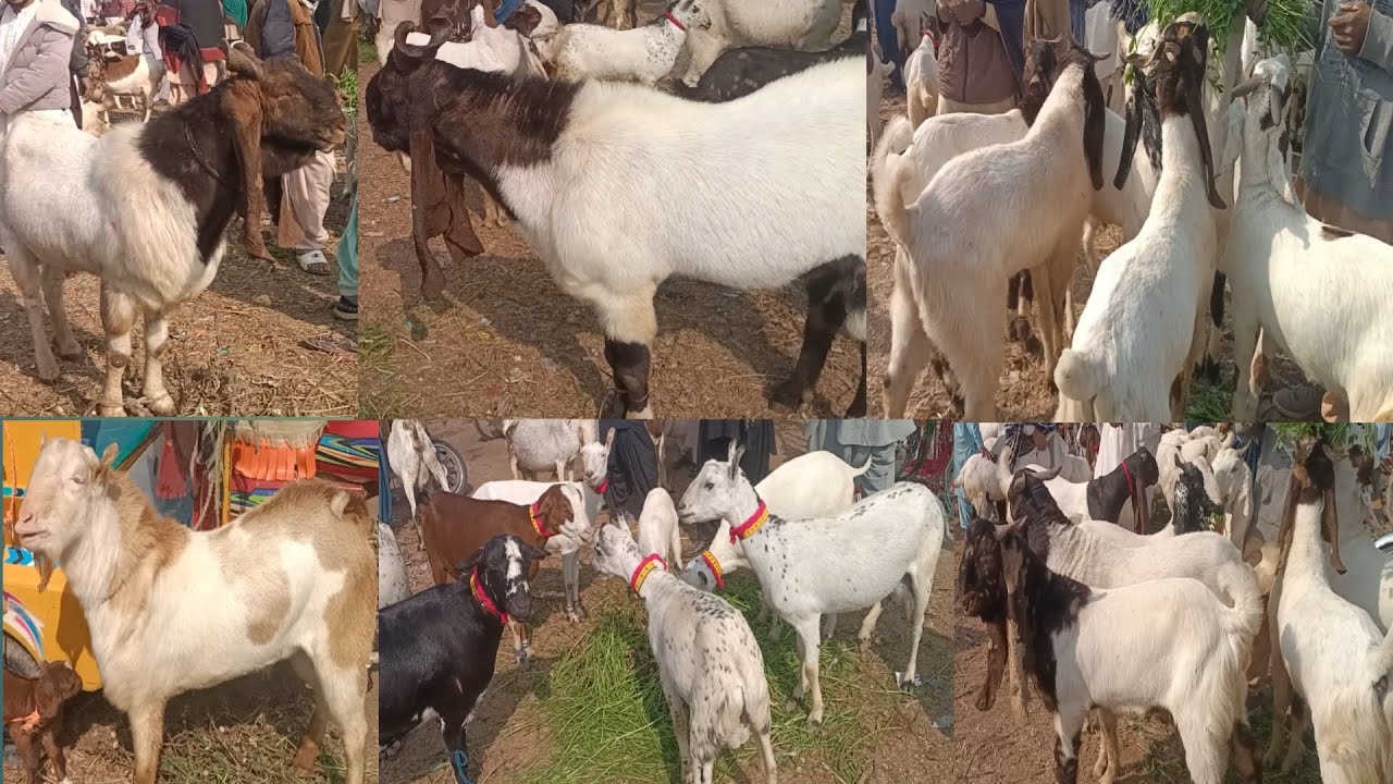 Tando Adam mandi today