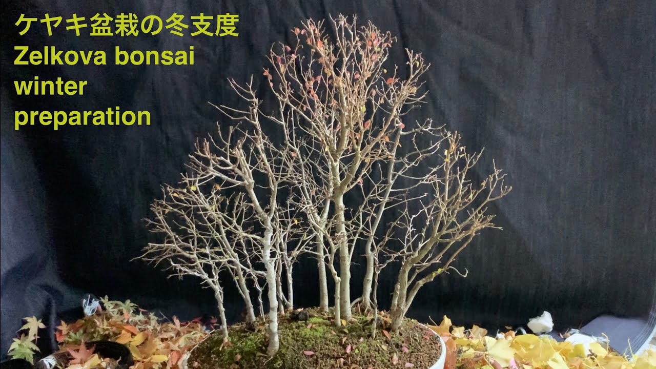 ケヤキ盆栽の冬支度 Zelkova bonsai winter preparation - YouTube