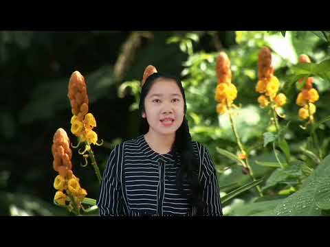 Video: Yang merupakan padang rumput tropis?