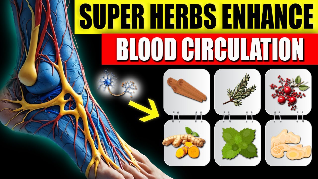 Discover 20 Super Herbs To Enhance Blood Circulation In Your Legs not discover-20-super-herbs-to-enhance-blood-circulation-in-your-legs-not
