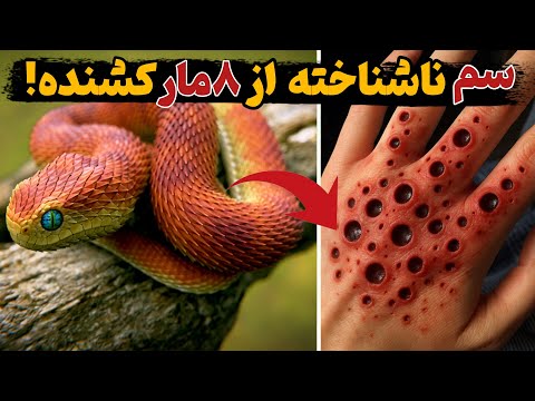 سمی ترین مارهای جهان ۸ گونه خطرناک ترین و مرگبارترین مارهای جهان مستند حیات وحش 