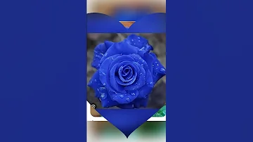 Beautiful Blue Rose Music Song Ost 