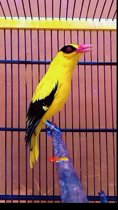 Burung kepodang emas gacor || suara podang kuning cocok buat pancingan kepodang agar bunyi #shorts