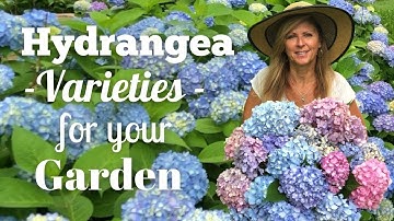 Hydrangea Varieties For Your Garden