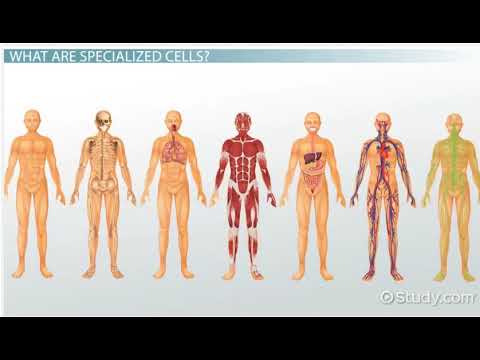 Specialized Cells Types & Functions