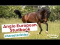 Anglo European Studbook horse | characteristics, origin & disciplines