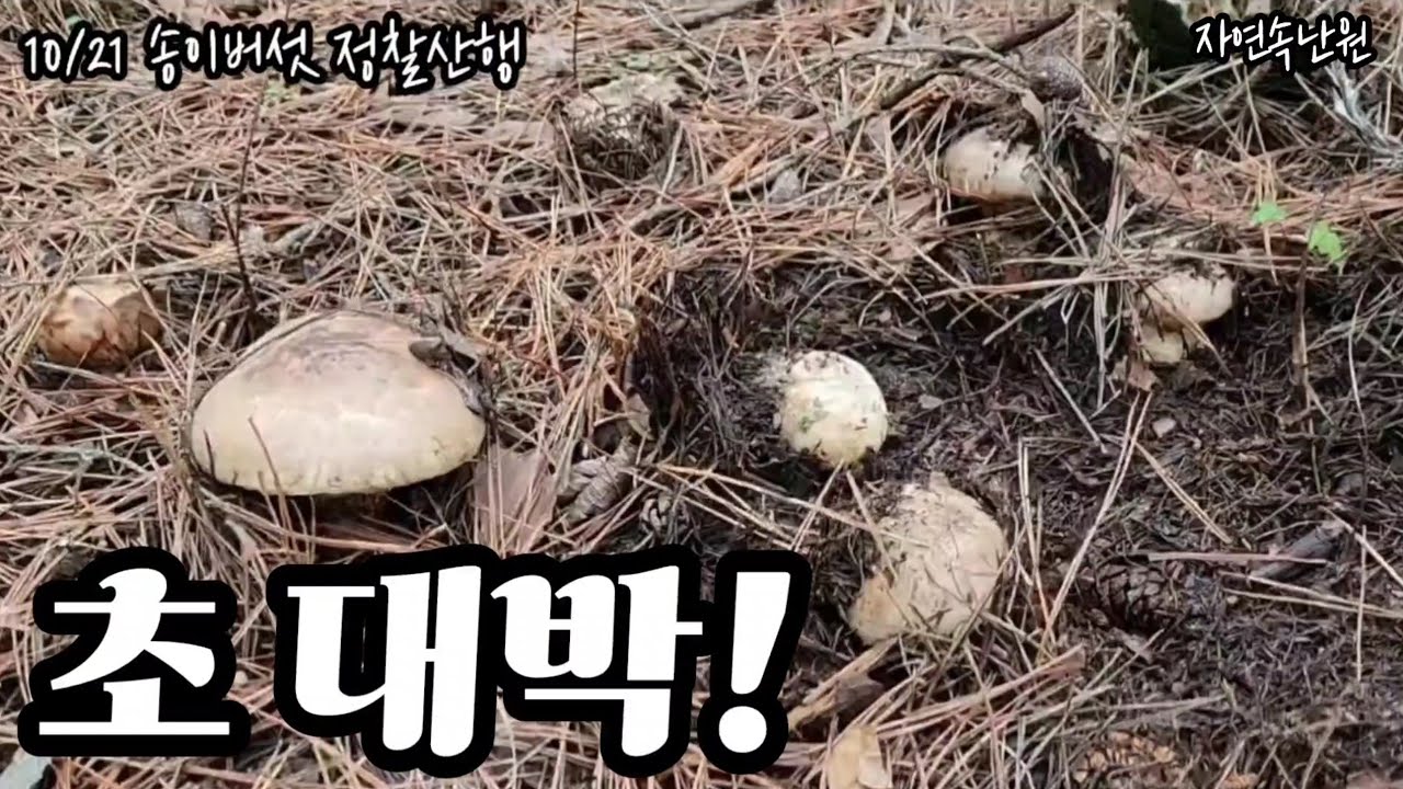 한 자리에서 송이버섯이 우르르 나와줍니다.