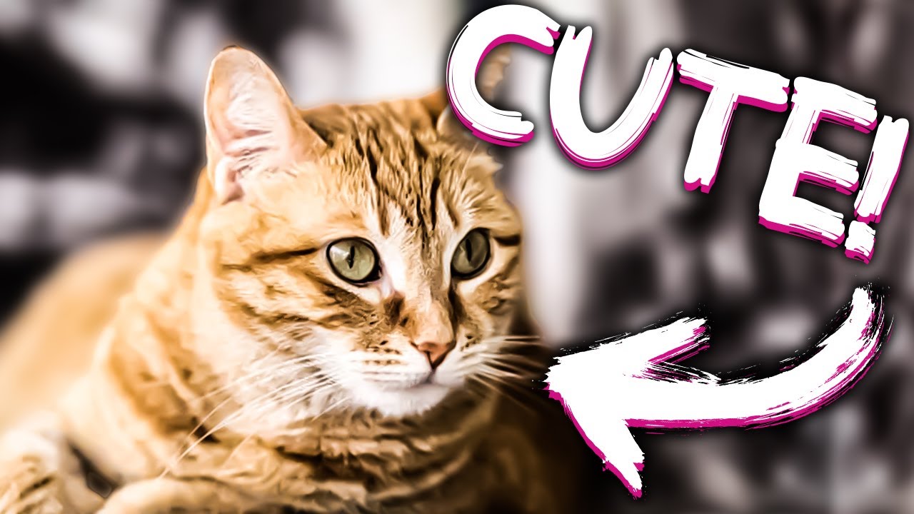 CarsonDoesStuff's Cat Is Cute