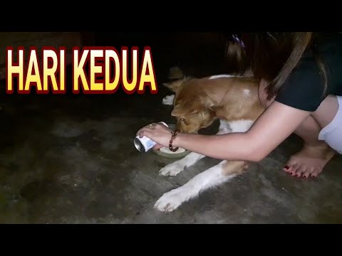 Video: Toksisitas Racun Tikus Pada Anjing