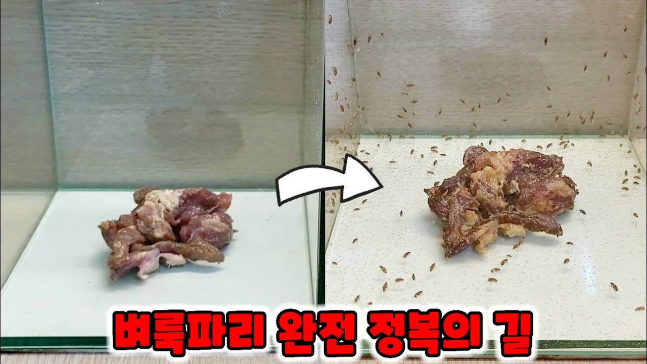 벼룩파리 완전 정복의 길 - YouTube