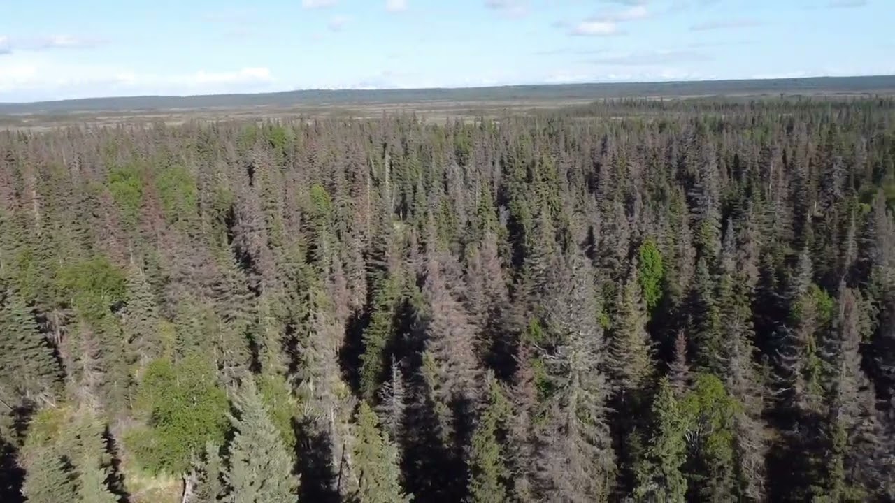 40 Acres Kalifornsky Beach Road