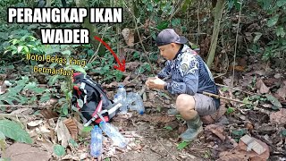 Panen ikan wader dengan perangkap botol