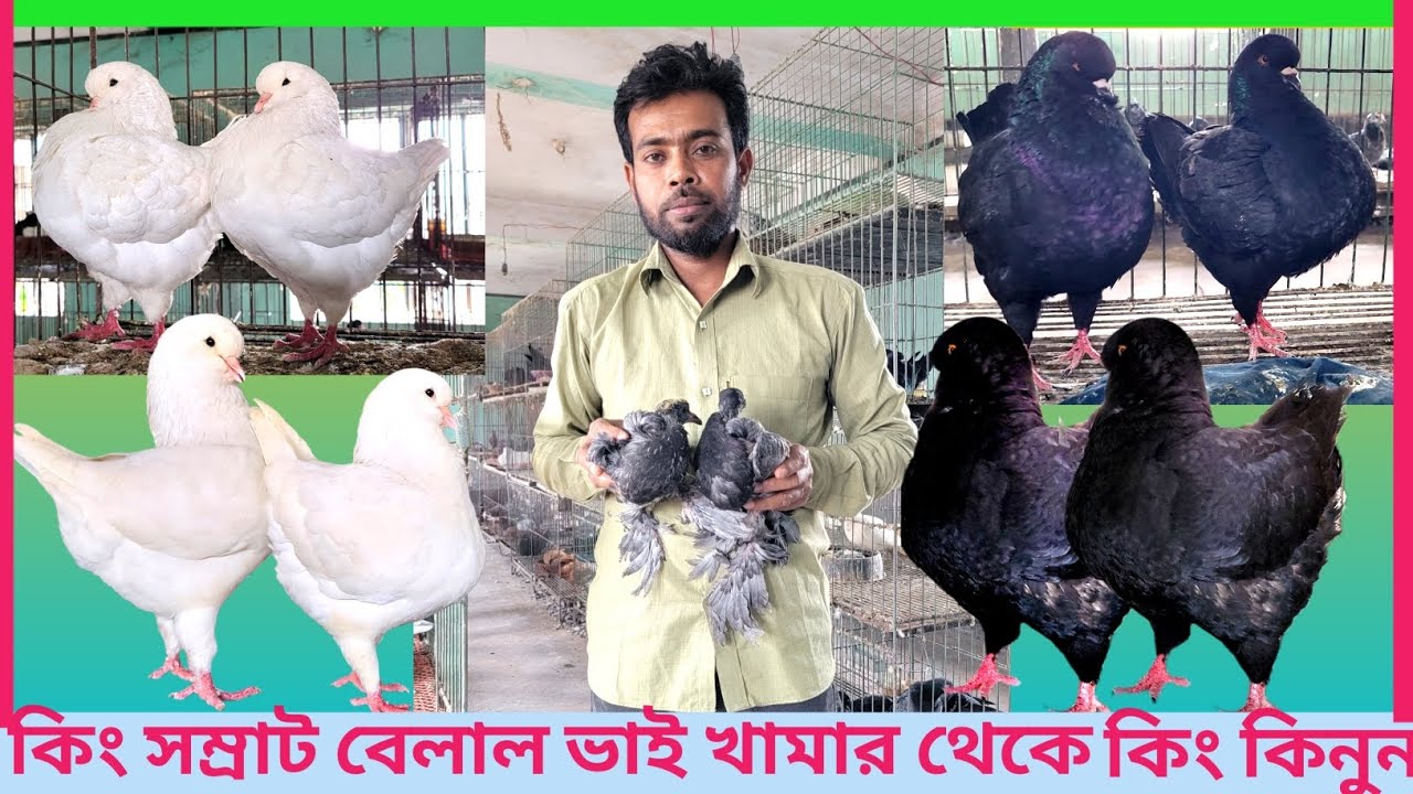 👉👉কিং সম্রাট বেলাল ভাইয়ের খামার থেকে কিং কবুতর কিনুন টপ কোয়ালিটি 100% 🍎🥭