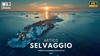 ARTICO SELVAGGIO – Segreti di un Mondo Ghiacciato | Documentario Completo