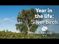 A year in the life of a silver birch