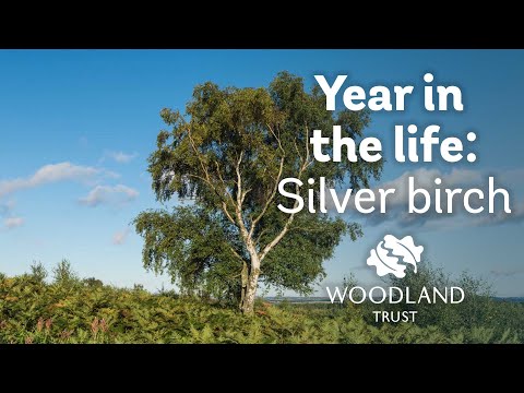 A Year In The Life Of Silver Birch You A Year In The Life Of Silver Birch You