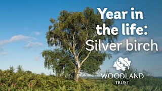 A Year in the Life of a Silver Birch