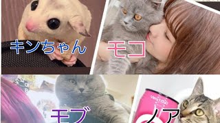 【かわいい】フォーエイトメンバーの飼ってるペット集