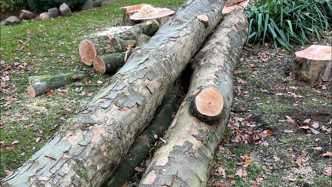 7 meter maple tree felled with Stihl ms 660 chainsaw - YouTube