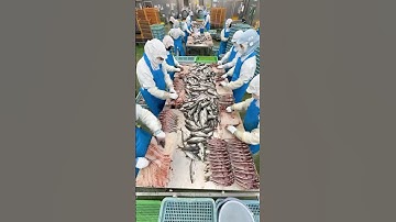 The Process Behind 40,000 Dried Fish a Day: Inside Japan’s Largest Factory #japanesefood
