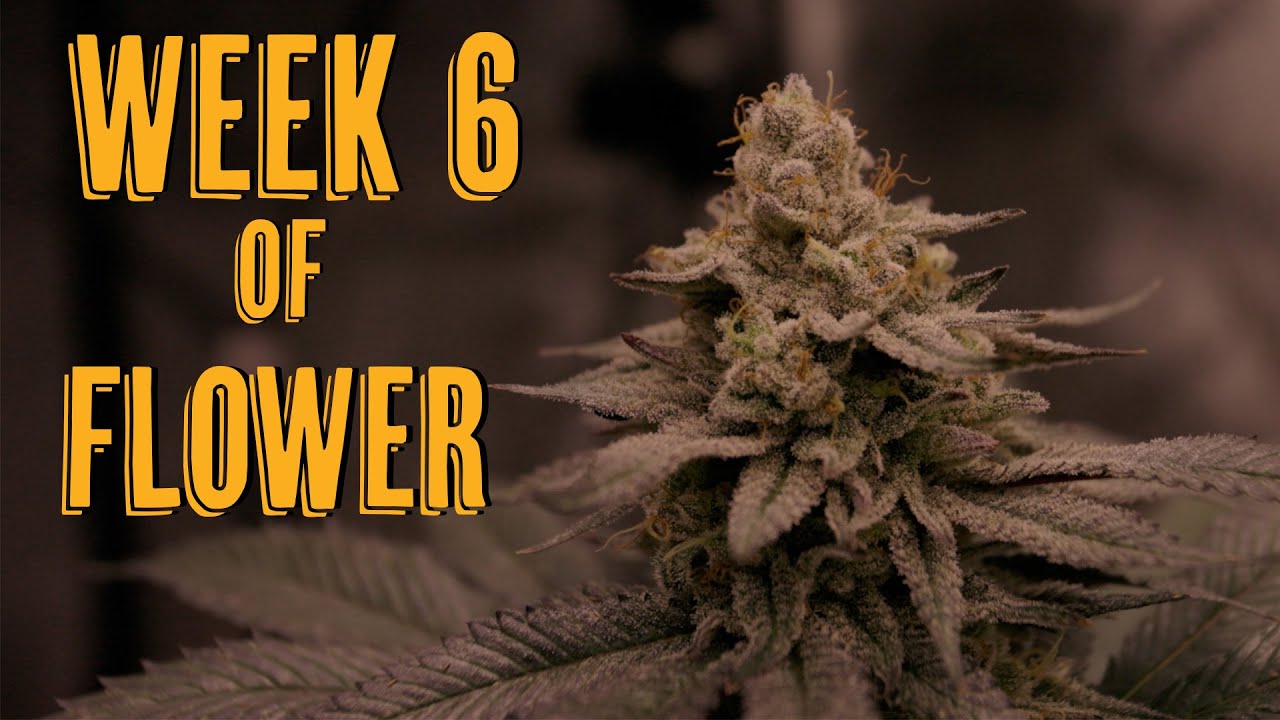 Smells & Seeds Week 6 of Flower