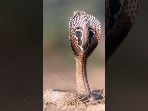 King Cobra BBC