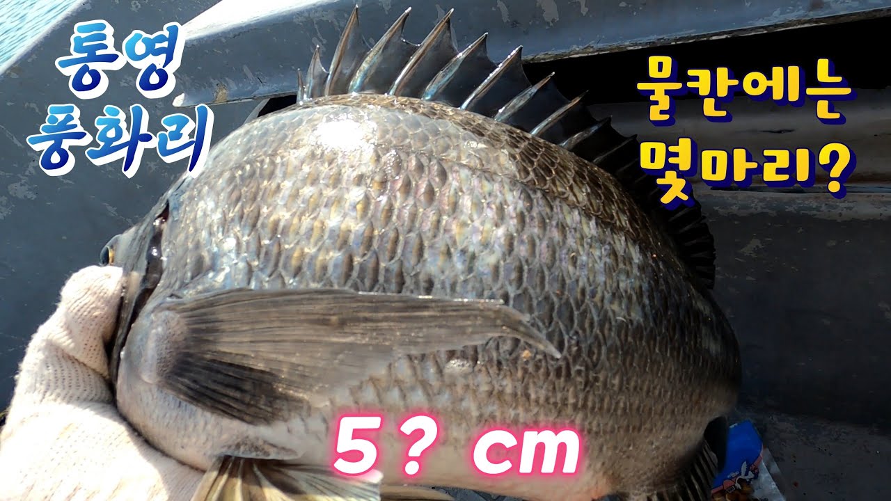 [통영로기] 26년 최저 수온에  통영 풍화리 선외기 흘림낚시와 카고낚시는 ? ( 2가지 다 해봤습니다 )