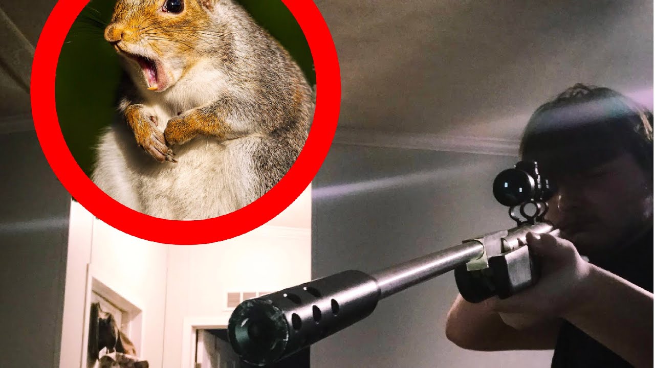 Squirrel Hunting With a .22 Air Gun YouTube