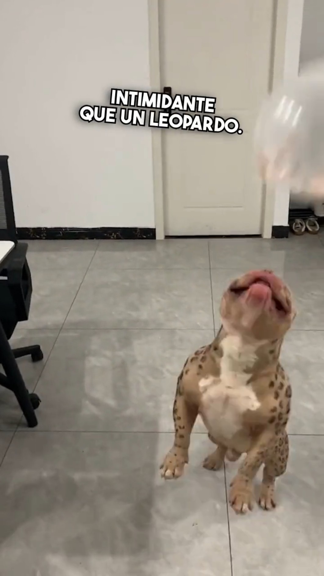 ¿Perro o leopardo? Descúbrelo aquí ??