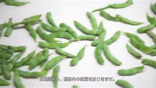 24時間ぶっ通しで収穫！旬のおいしさをギュッと詰め込んだ北海道の枝豆づくりは大変だ！！　中札内村農協