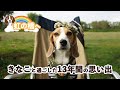 【虹の橋】キャンプ犬 ビーグルきなことのお別れ 13年間ありがとう