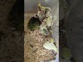 cuteness overload! #baby #cockatiel #babybird #viralshort #cute #babyanimals #sweet #viral