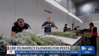 CBP Inspects flowers for pests