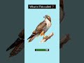 Lesson 7:What is called?#gkshorts QuickGK #GuessTheName #NameTheAnimal #learningshorts