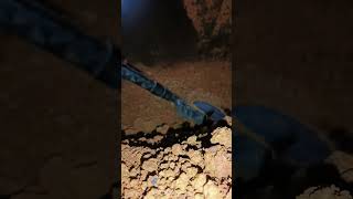 Sdc2300 Minelab #metaldetecting #goldpanning #shortsfeed #goldmining #goldrush #shorts #part2