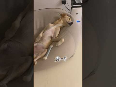 屋外で暮らしていた元保護犬が人ダメソファを使うとこうなります #雑種犬 #れおなな #shorts