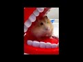 Funny hamster videos | Happy hamster playing around 😂😂🥰